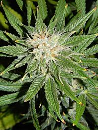 Emerald Triangle Emerald Jack Regular