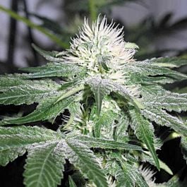 Female Seeds Ice Feminised