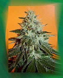 Connoisseur Genetics Seedbank Fuel Regular