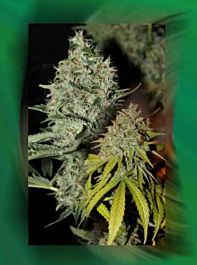 Connoisseur Genetics Seedbank Labrador Regular