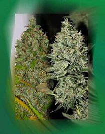 Connoisseur Genetics Seedbank OG Jones Regular