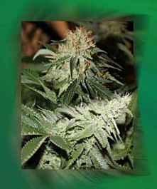 Connoisseur Genetics Seedbank Strawberries and Cream Feminized
