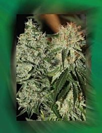 Connoisseur Genetics Seedbank Strawberry Dogshit Regular