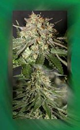 Connoisseur Genetics Seedbank The White Jones Feminized