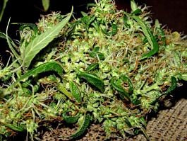 Dutch Passion Skunk Passion Feminised