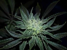 Seedsman Jungle Wreck Regular