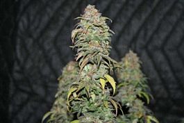 Mr Nice Seedbank Ortega Regular