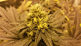Moxie Seeds Lemon O.G. Feminized