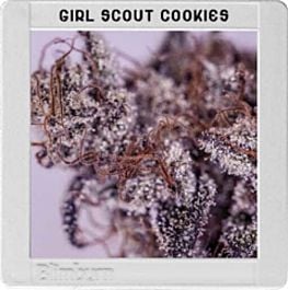 BlimBurn Seeds Girl Scout Cookies Feminized