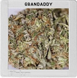 BlimBurn Seeds Grand Daddy Purple Feminized