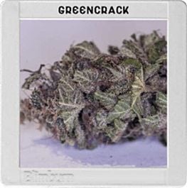 BlimBurn Seeds Green Crack Feminized