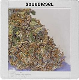 BlimBurn Seeds Sour Diesel Feminized