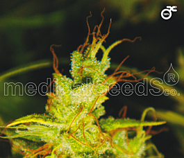 Medical Seeds 2046 Feminized
