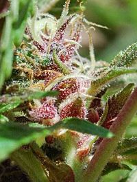 Female Seeds Red Purps Feminized