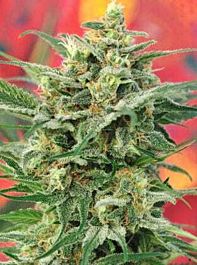 Mandala Seeds 8 Miles High Regular