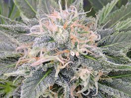 Original Sensible Seeds Black Ghost OG Feminized