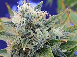 Original Sensible Seeds Girl Scout Cookies Feminized