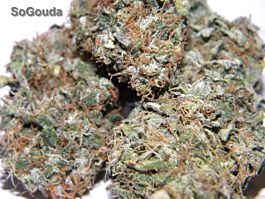 Soma Seeds Sogouda Feminized