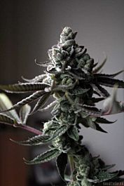SINCITY Seeds SinMint Cookies Regular