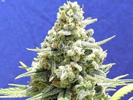 Original Sensible Seeds Amnesia Lemon Kush Feminized