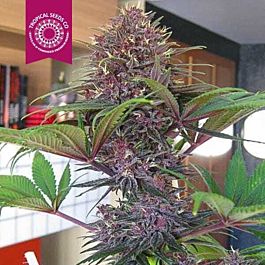 Tropical Seeds Bisho Purple Feminised