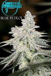 SINCITY Seeds Blue Petrol Regular