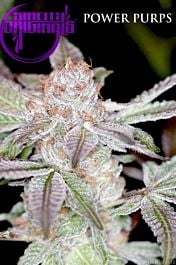SINCITY Seeds Power Purps Regular