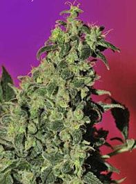 Mandala Seeds Point of No Return Regular