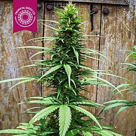 Tropical Seeds Afrokush Feminised