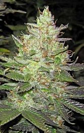 Holy Smoke Seeds Strawberry Diesel Feminised