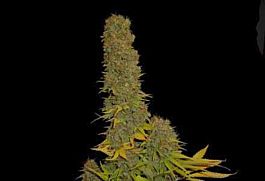 Soma Seeds Haze Heaven Regular