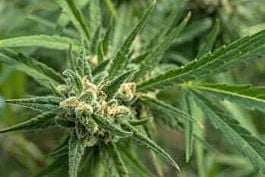 710 Amnesia Haze Feminised