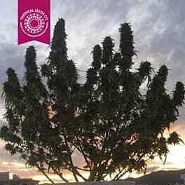 Tropical Seeds Ciskei Regular