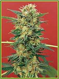 Mandala Seeds Ganesh Regular