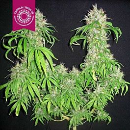 Tropical Seeds Cognition Regular