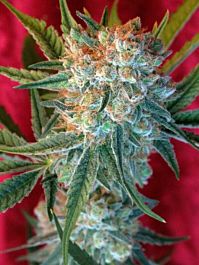 Reggae Seeds Dancehall Regular