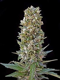 Advanced Seed Banks Automatik Mix feminized