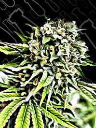 Critical Mass Collective Auto Anonymass Feminized