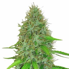 Heavyweight Seeds 2 Fast 2 Vast Auto Feminized
