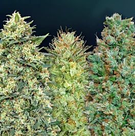 00 Seeds 00 Auto Feminized Collection #4
