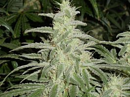 Bodhi Seeds Lucky Charms Regular