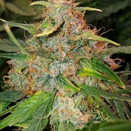 Mephisto Genetics 3 Bears OG Auto Feminised Seeds (Artisanal Automatics)