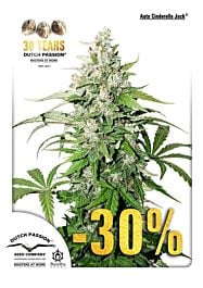 Dutch Passion Auto Cinderella Jack Feminized Seeds 