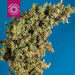 Tropical Seeds King Congo Regular