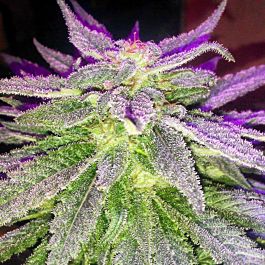 SINCITY Seeds Power Nap Regular
