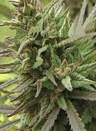 KC Brains Spontanica Regular