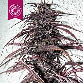 Tropical Seeds Old Congo Regular