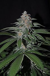 Allstar Genetics King Kong Regular