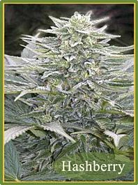 Mandala Seeds Hashberry Regular