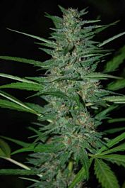 World of Seeds Delirium Feminised